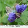 eumedonia eumedon gaghestan female